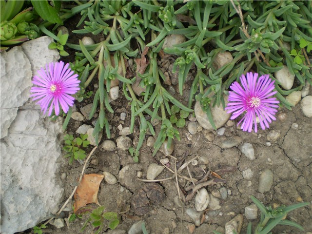 delosperma